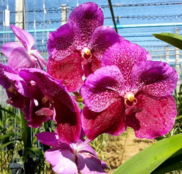 Vanda Jennie Hashimoto X Srakaew X Bitz Heartthrob Live Orchid Plant