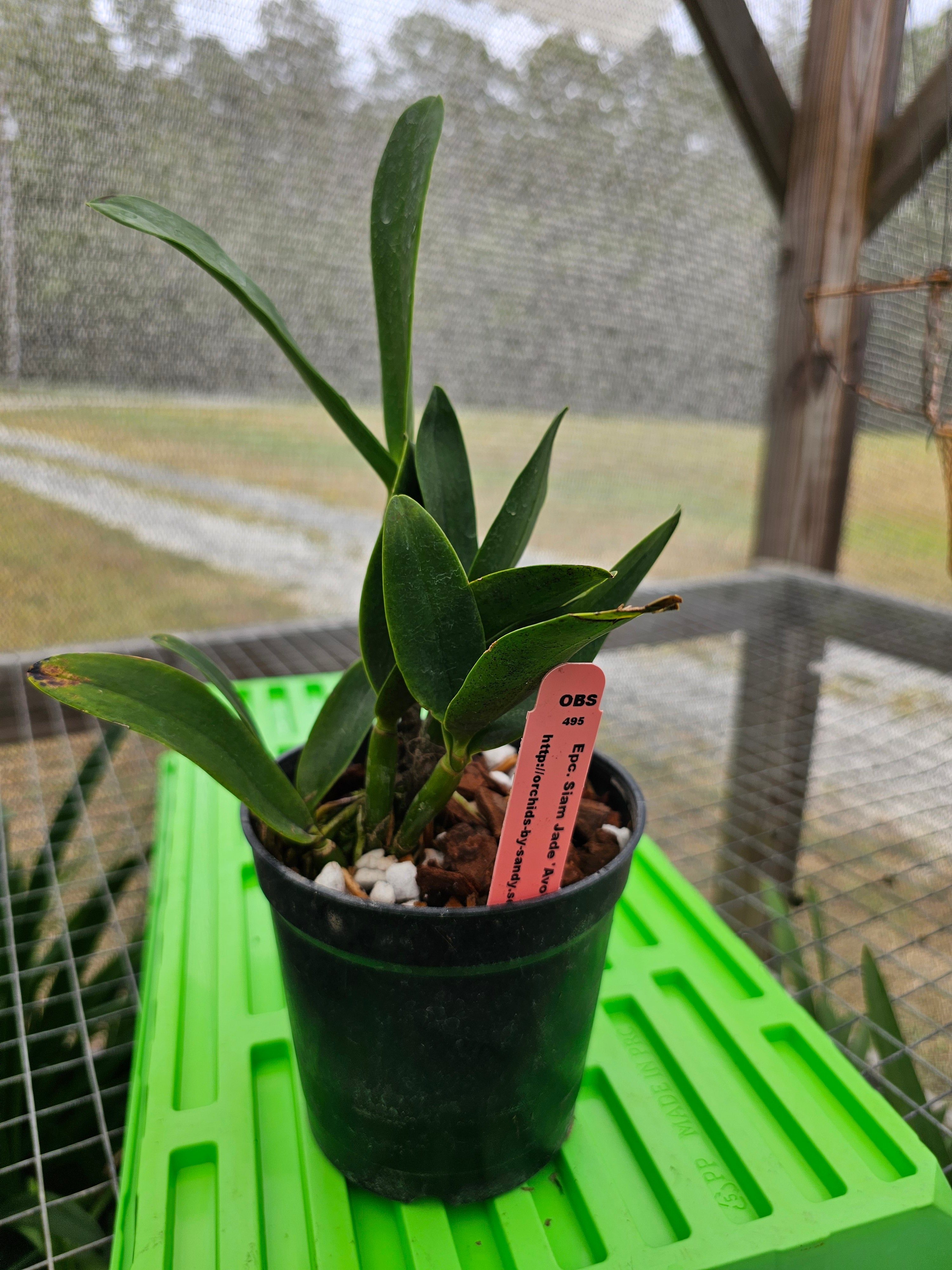 Epc Siam Jade 'Avo' Orchid Live Plant 4 1/2