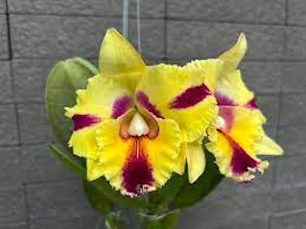 Orchids By Sandy