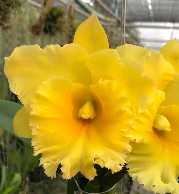 Orchids By Sandy