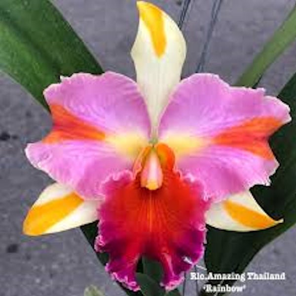 Cattleya Rlc Amazing Thailand 'Rainbow' x Amazing Thailand 'Gold Star ...