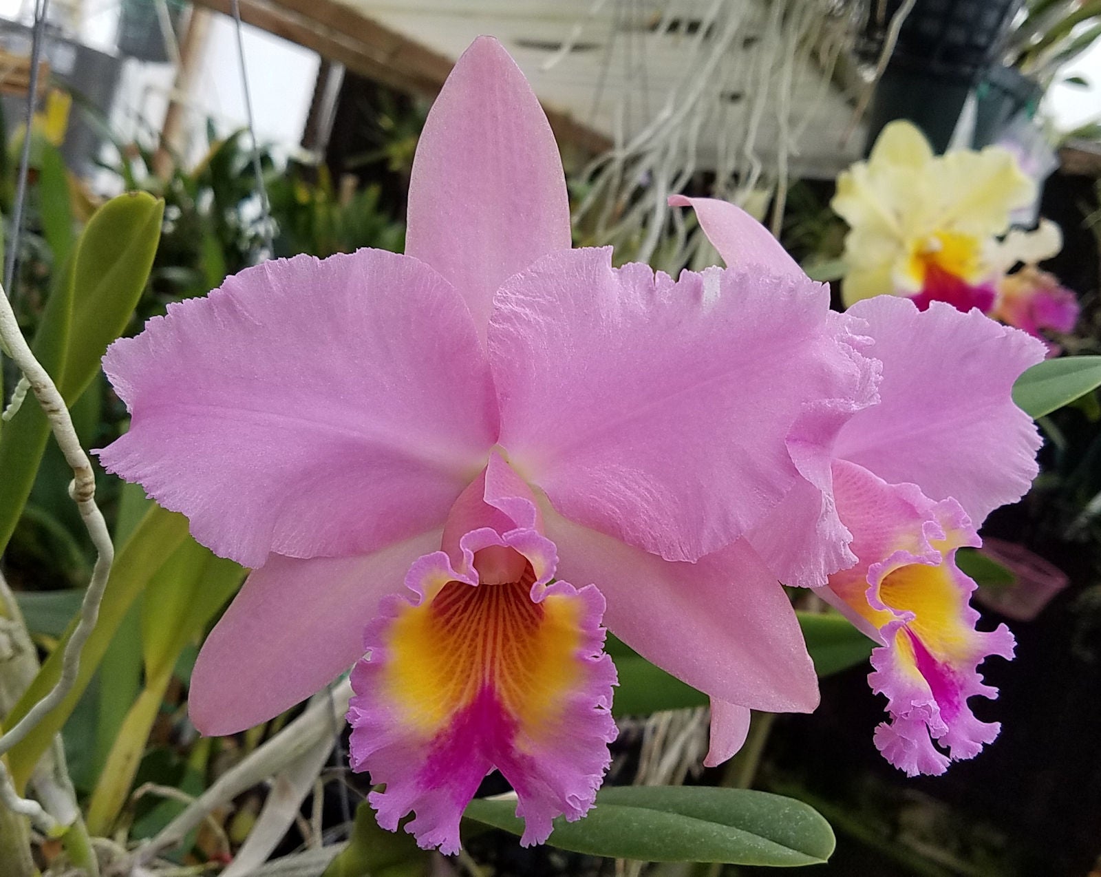 Blc George King 'Serendipity' Live Cattleya Orchid Plant 4 inch Pot AM ...